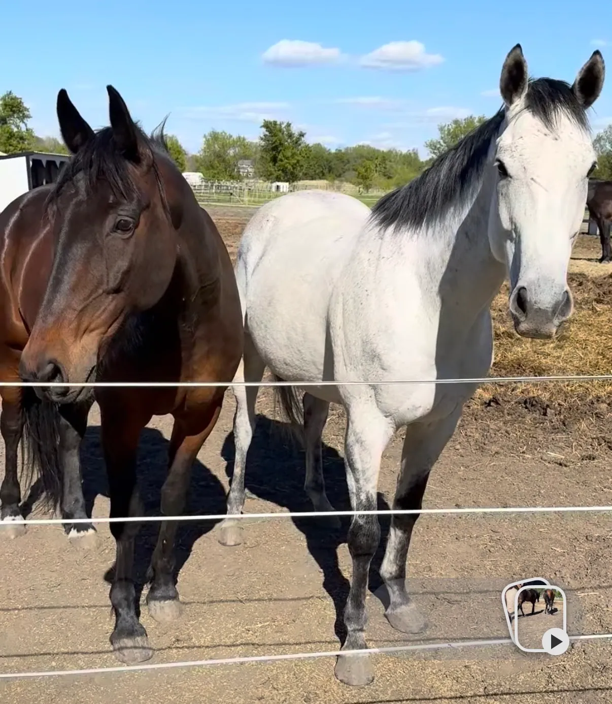 Artspire standing at a fence beside his gray pasture buddy