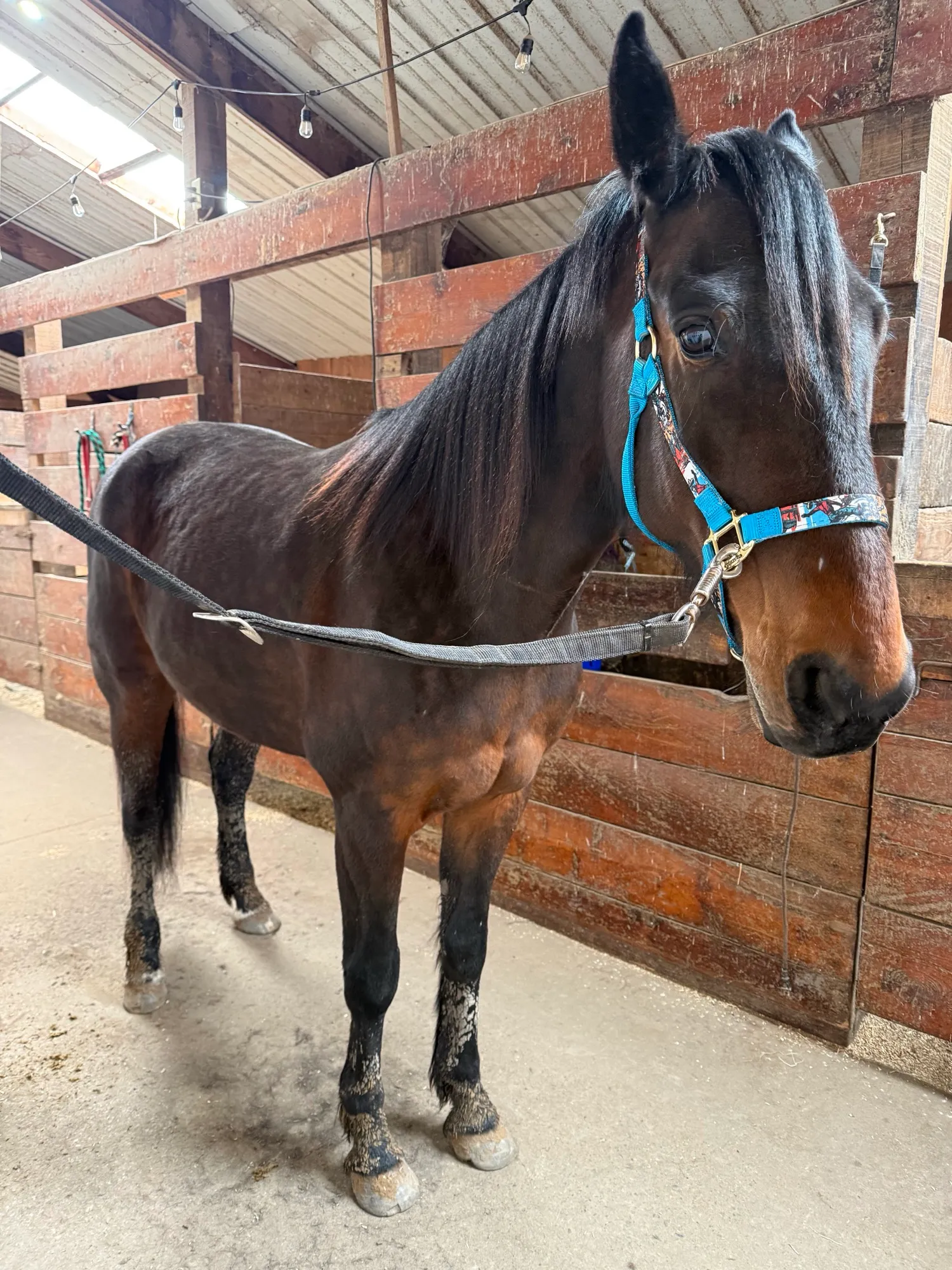 Artspire on crossties in the barn aisle in a turquoise halter