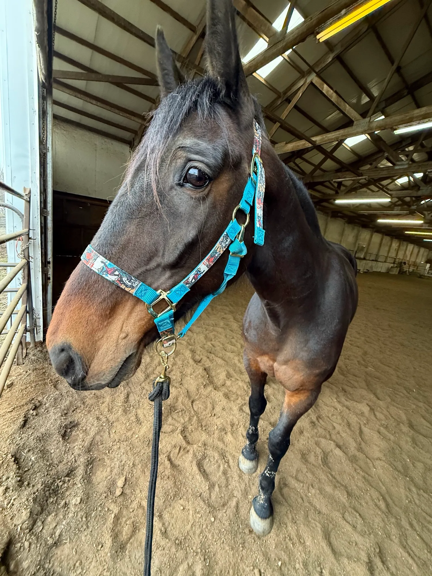 Artspire in the indoor arena in a turquoise halter, looking toward the camera