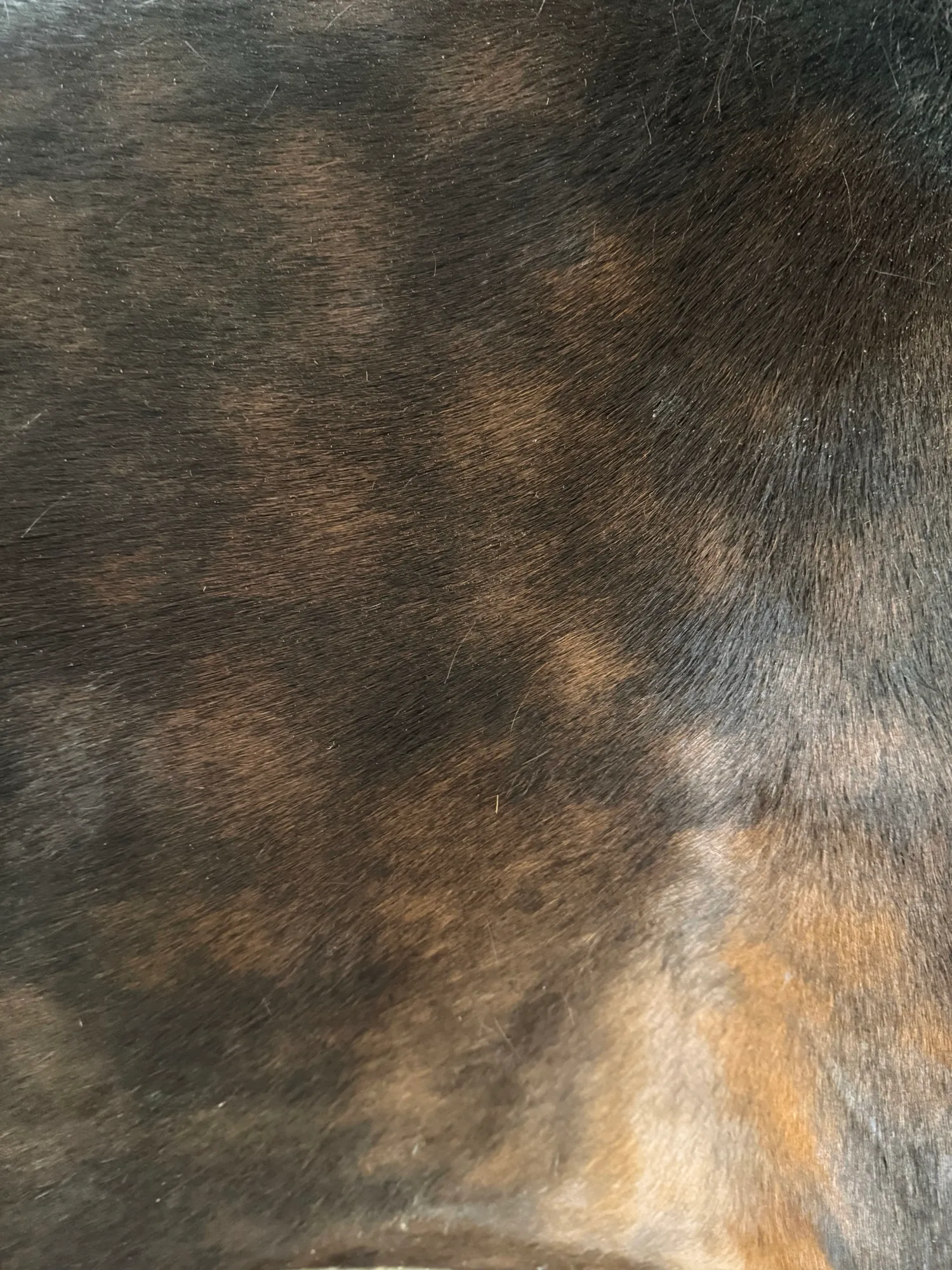 Close-up of the dapples on Artspire's bay coat