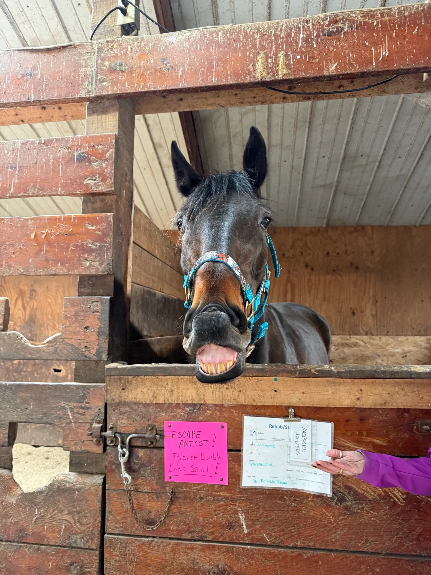Artspire looking out over his stall door