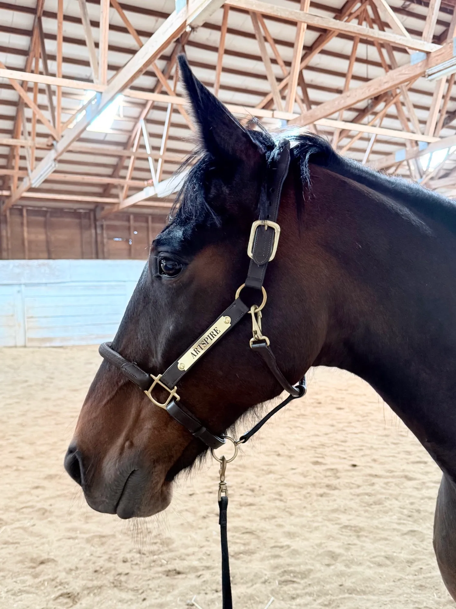 Artspire's head in a patterned halter in the indoor arena