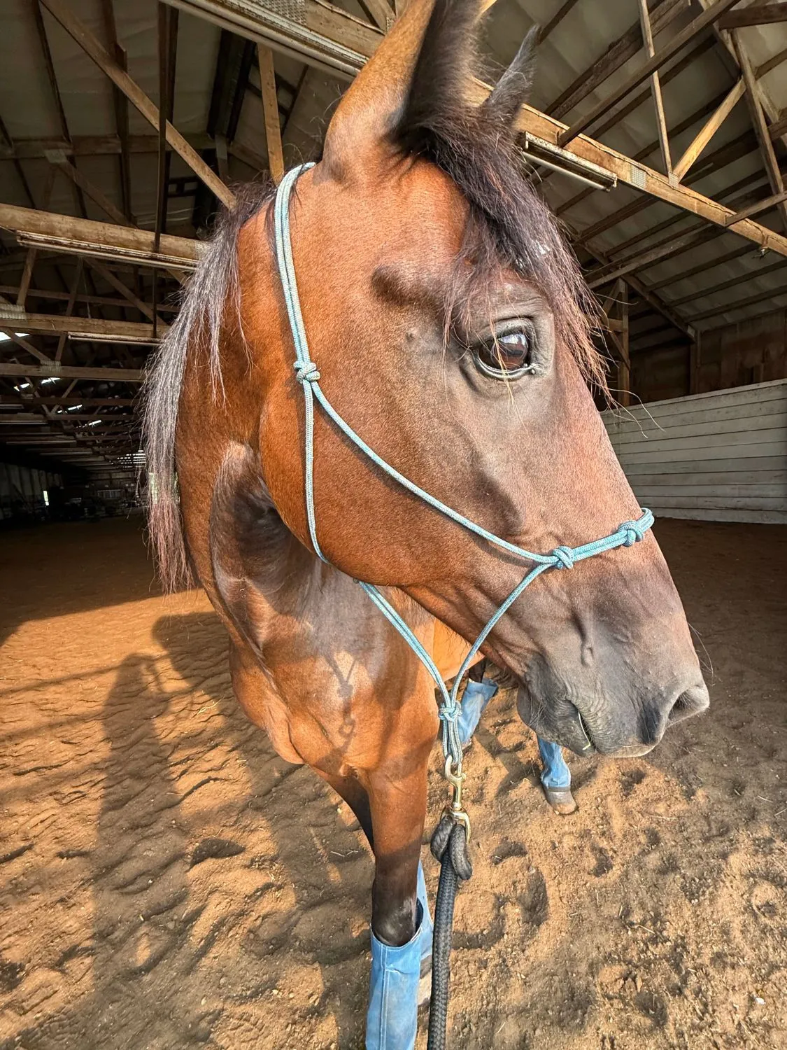 Artspire in a blue rope halter in the indoor arena, looking to the side