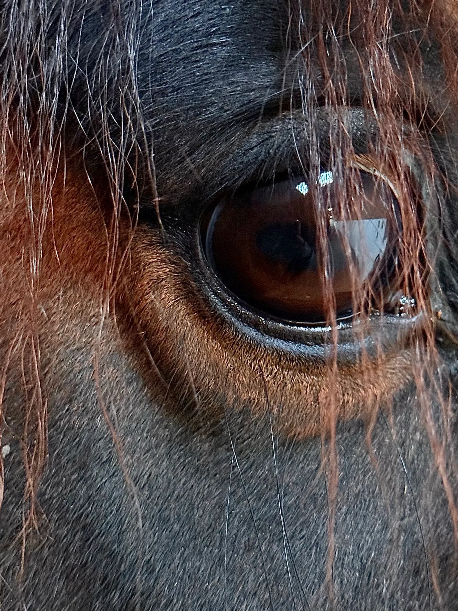 Close-up of Artspire's eye under his forelock