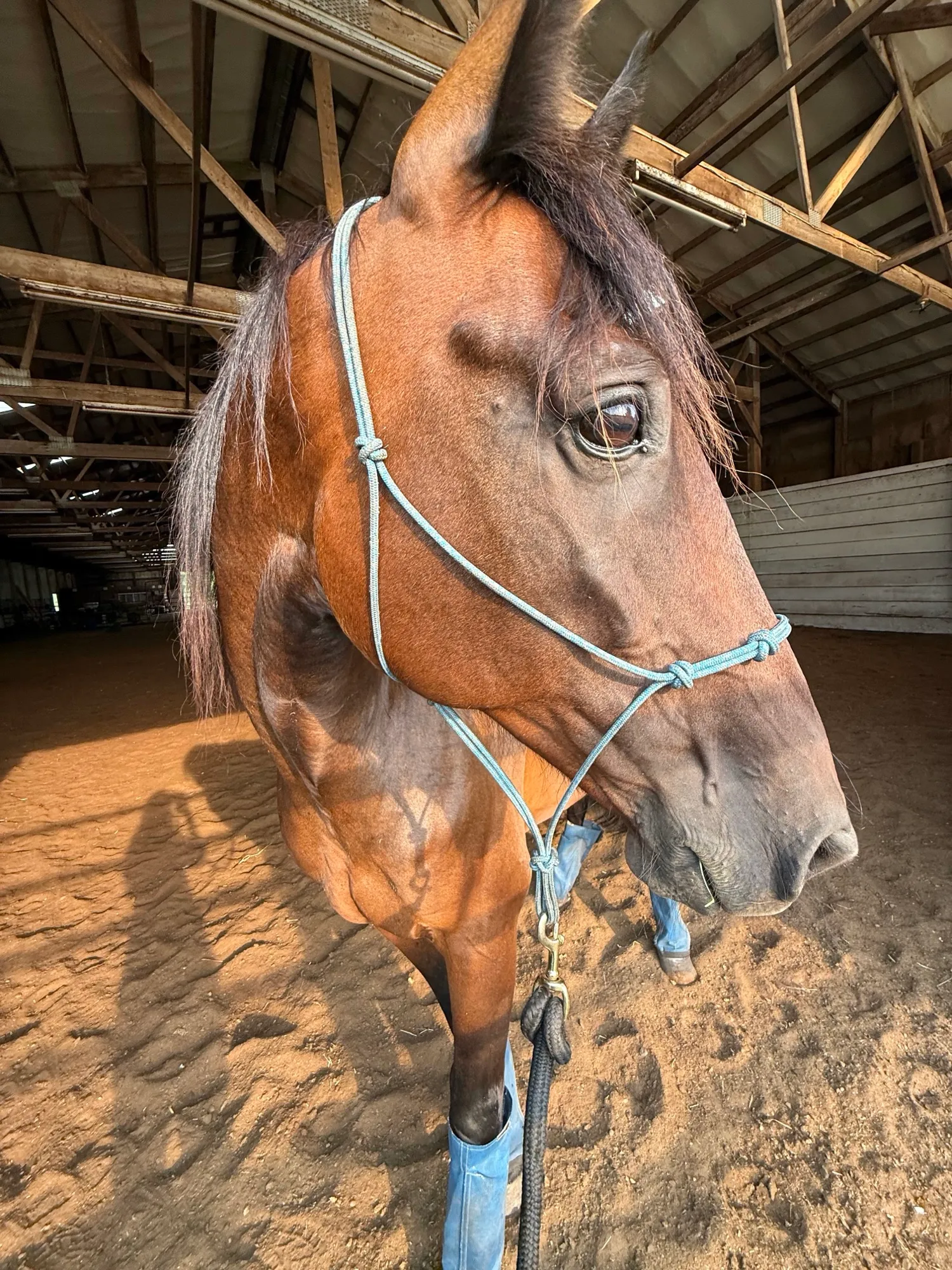 Artspire in a rope halter in the sunlit indoor arena