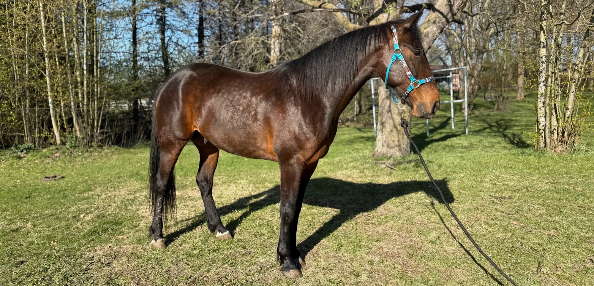 Artspire standing square in a sunny paddock in a turquoise halter