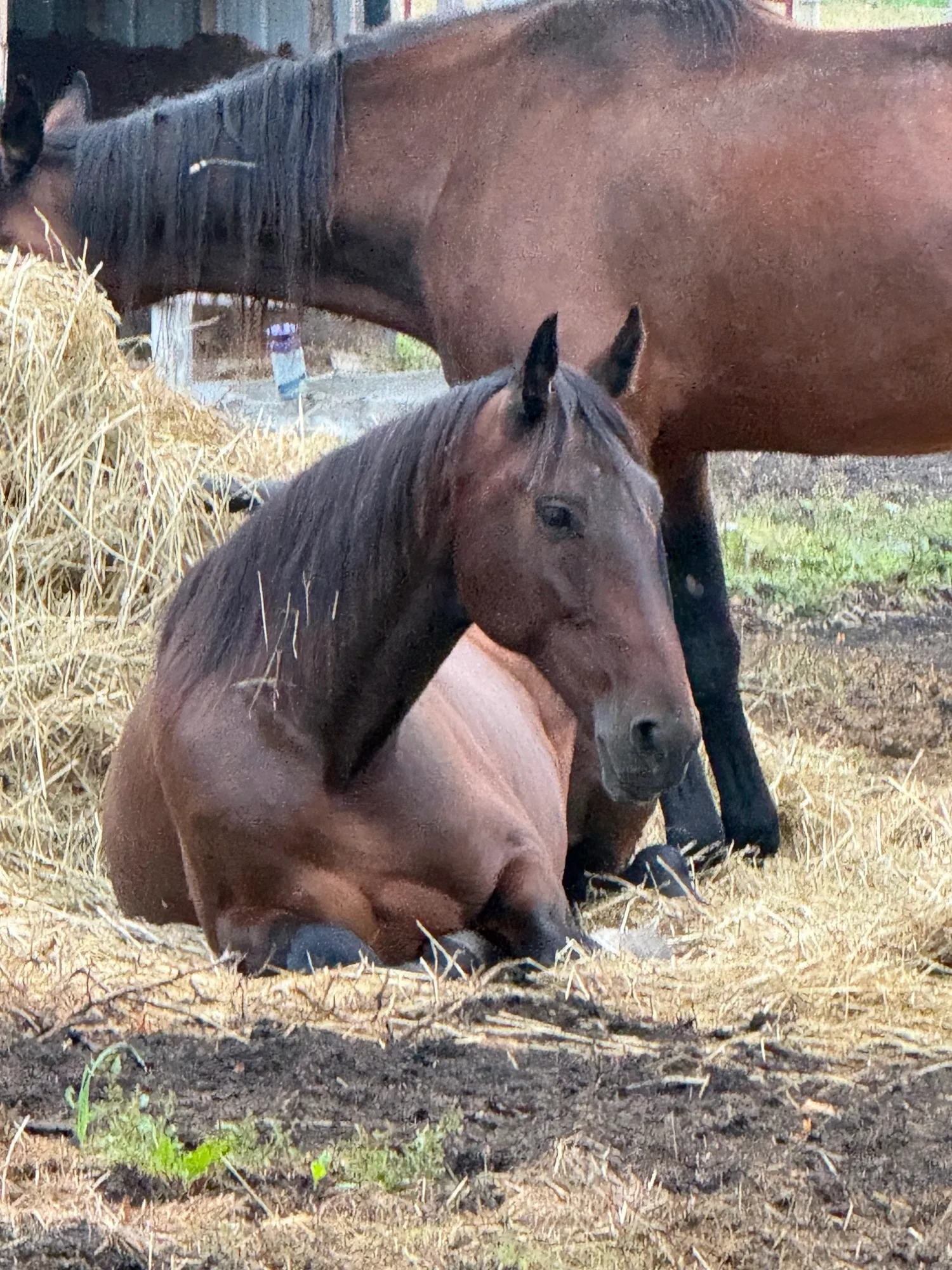 Artspire lying down in the hay with another horse standing behind him