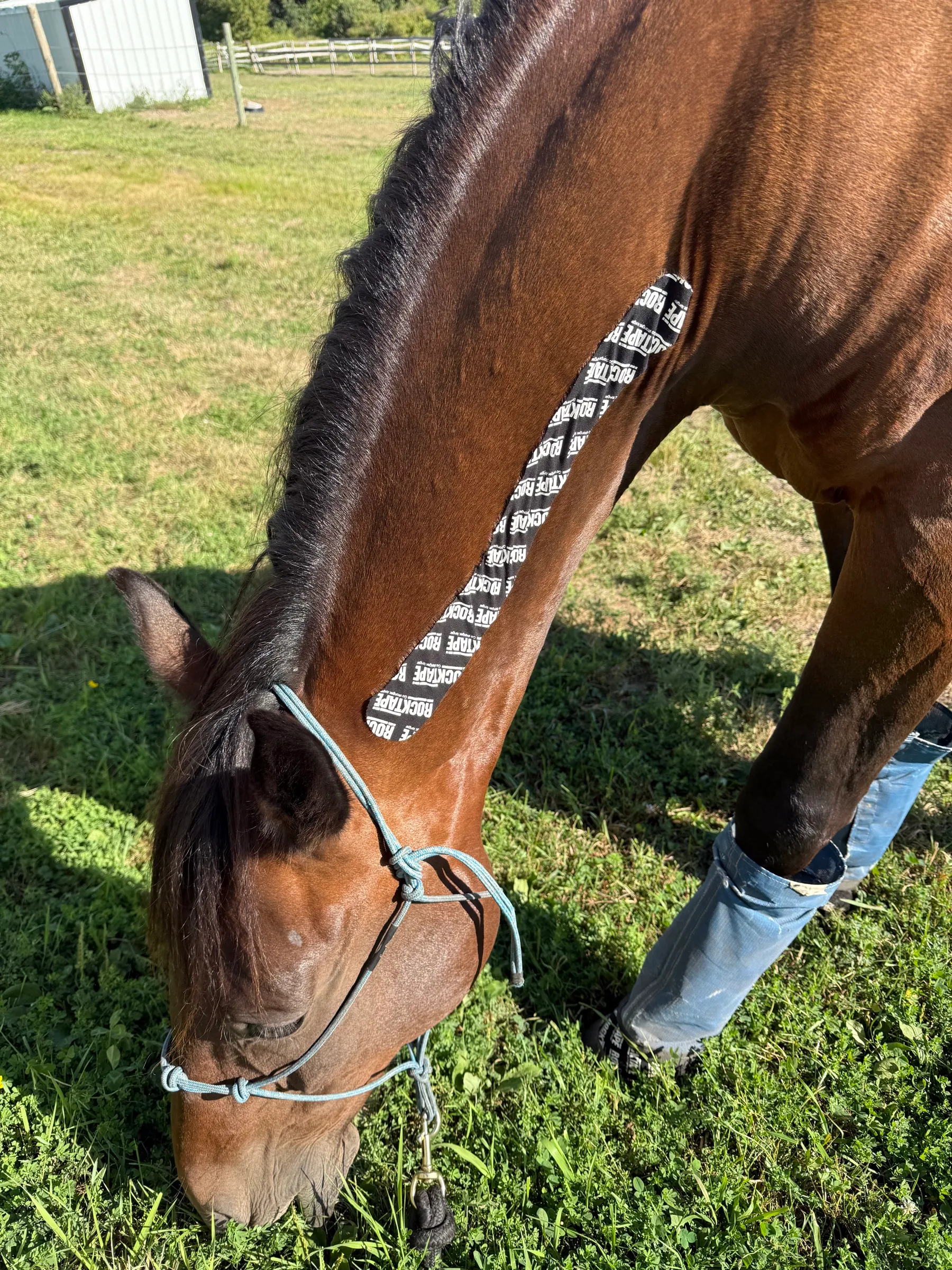 Artspire grazing with kinesiology tape along his neck