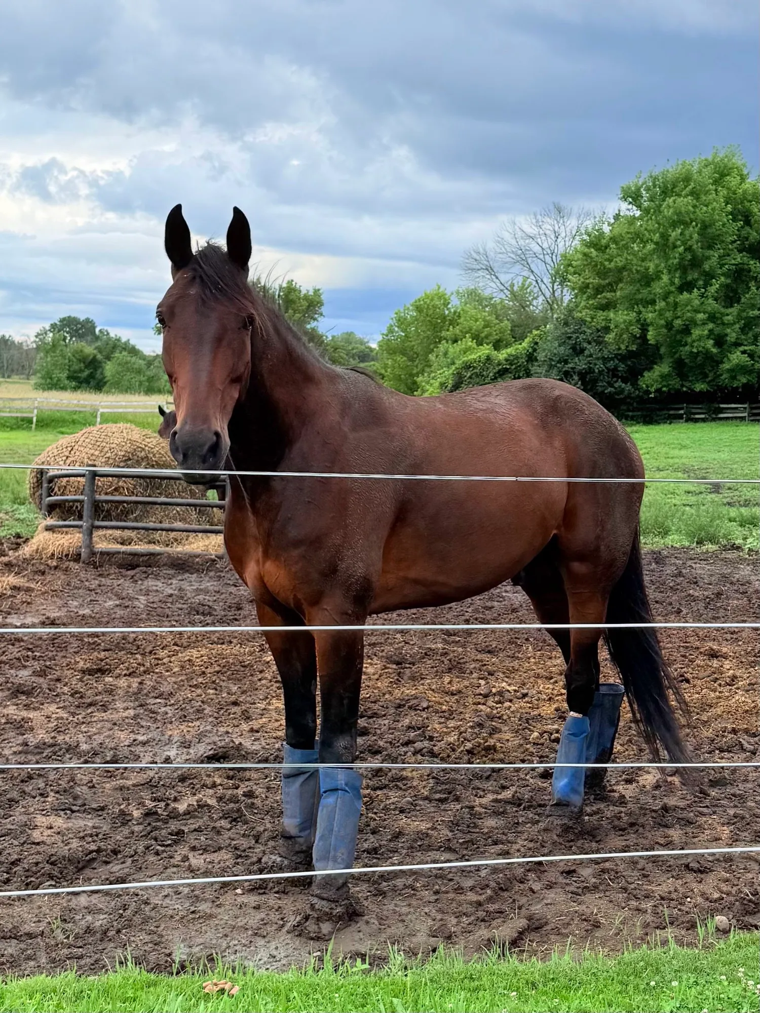 Artspire in a paddock in blue fly boots, looking toward the camera